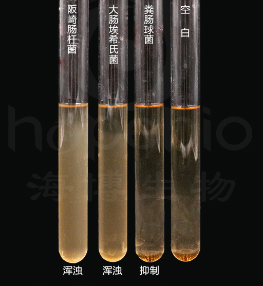 同细菌在改良月桂基硫酸盐胰蛋白胨肉汤-万古霉素,(mLST-Vm)上的不同反应 同细菌在改良月桂基硫酸盐胰蛋白胨肉汤-万古霉素,(mLST-Vm)上的不同反应