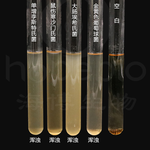 不同细菌在营养肉汤上的生长特征 不同细菌在营养肉汤上的生长特征