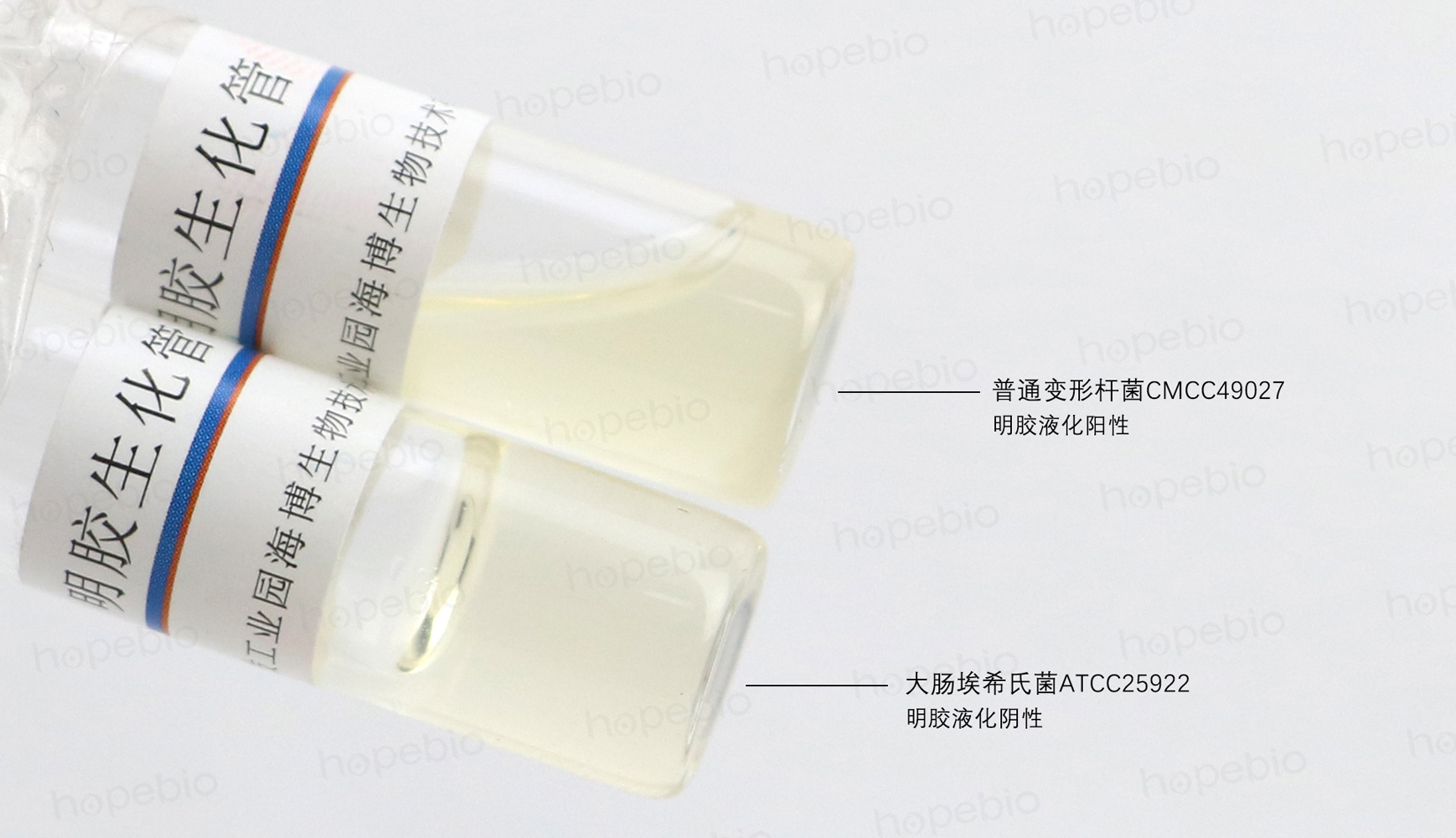 不同细菌在明胶生化管上的生化反应现象