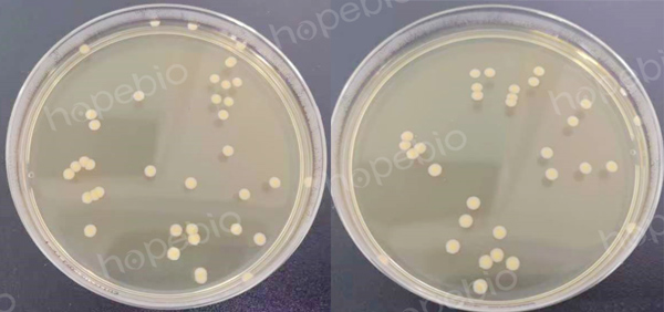（左）菌数为38CFU，实验组4（右）菌数为32CFU
