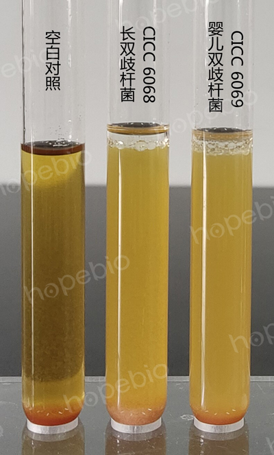图1 BBL液体培养基微生物质控结果