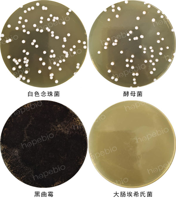 HC琼脂微生物质控结果 HC琼脂微生物质控结果