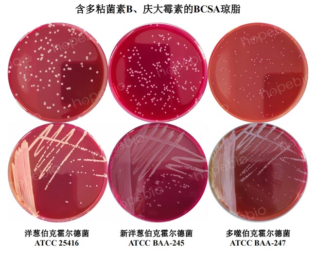 三株伯克霍尔德菌在含多粘菌素B、庆大霉素的BCSA琼脂平板上的菌落特征