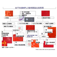 血平皿(BAP)上链球菌鉴定流程图/